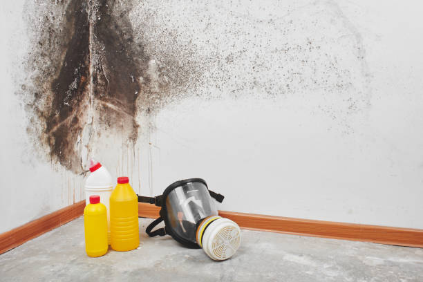 Best Certified Mold Removal  in New Hope, PA