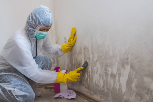 Best Toxic Mold Removal  in New Hope, PA