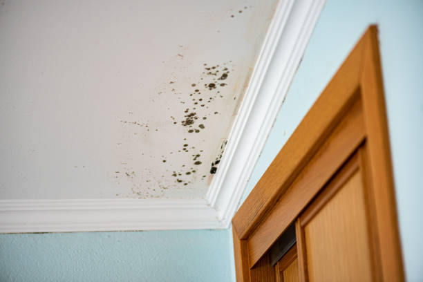 Best Commercial Mold Removal  in New Hope, PA