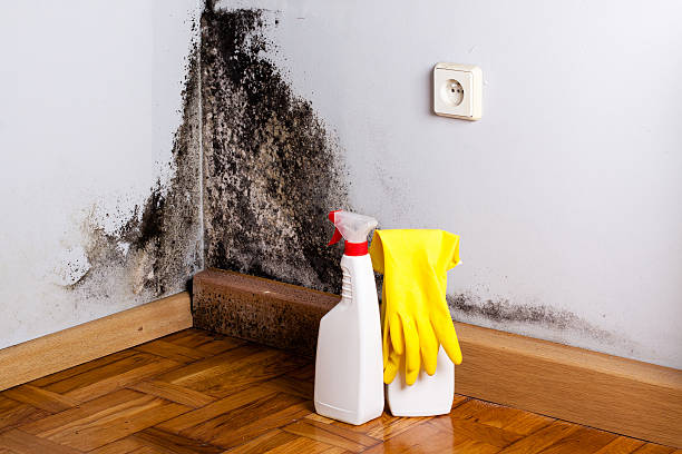 Best Residential Mold Removal  in New Hope, PA