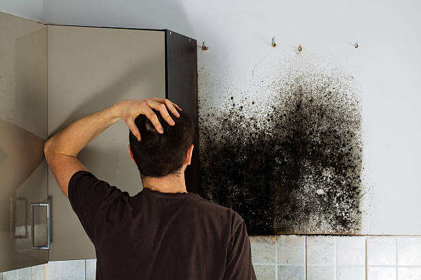 Best Home Mold Removal  in New Hope, PA
