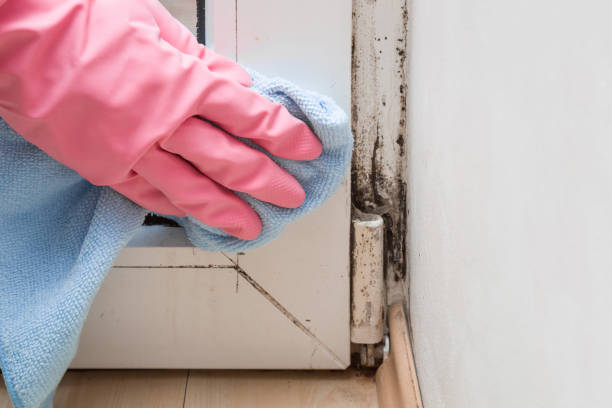Mold Removal Process in New Hope, PA