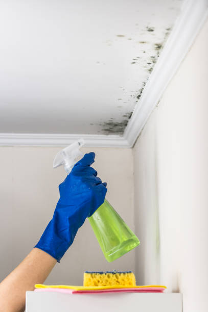 Best Mold Damage Repair  in New Hope, PA